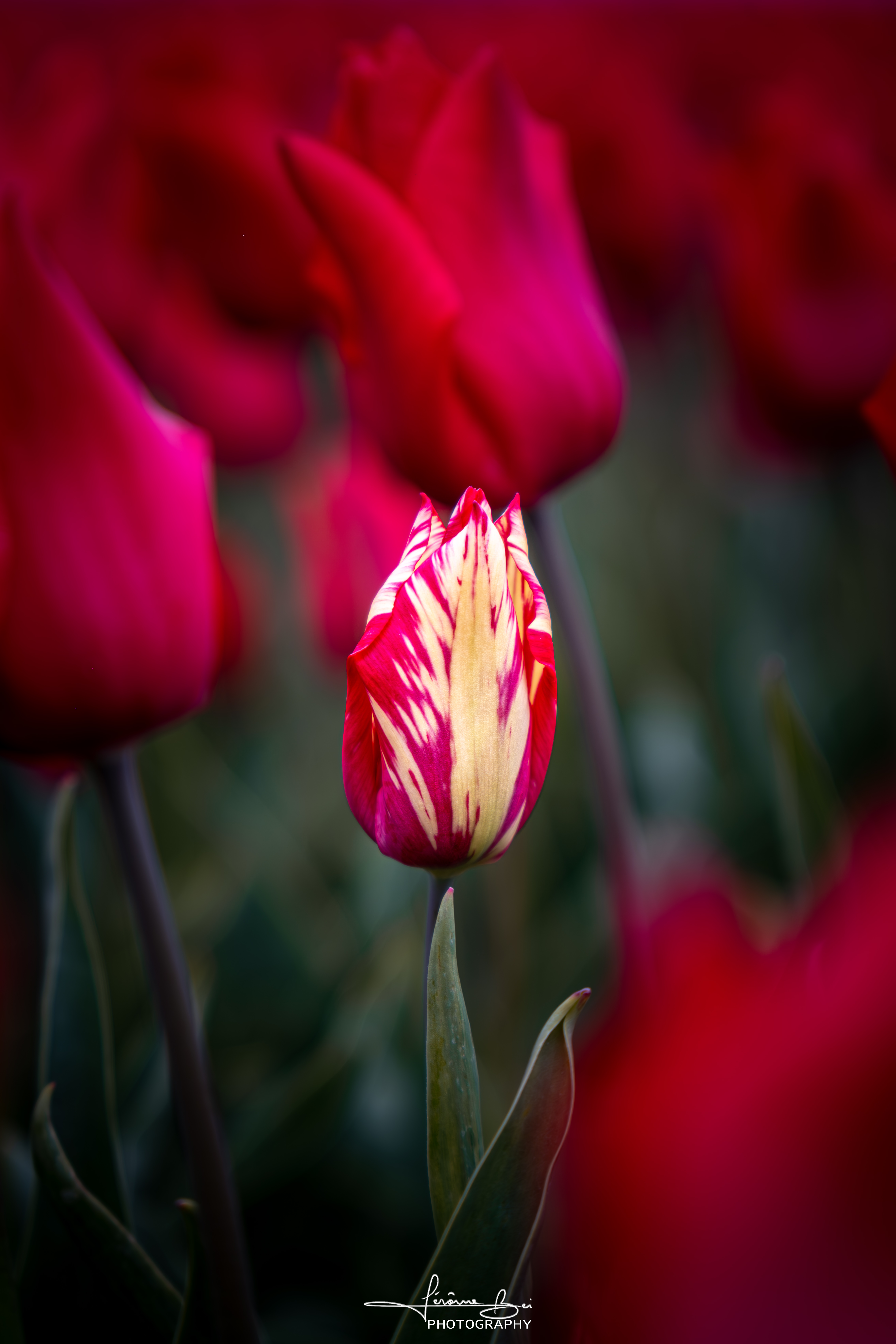 Lines of Spring frame