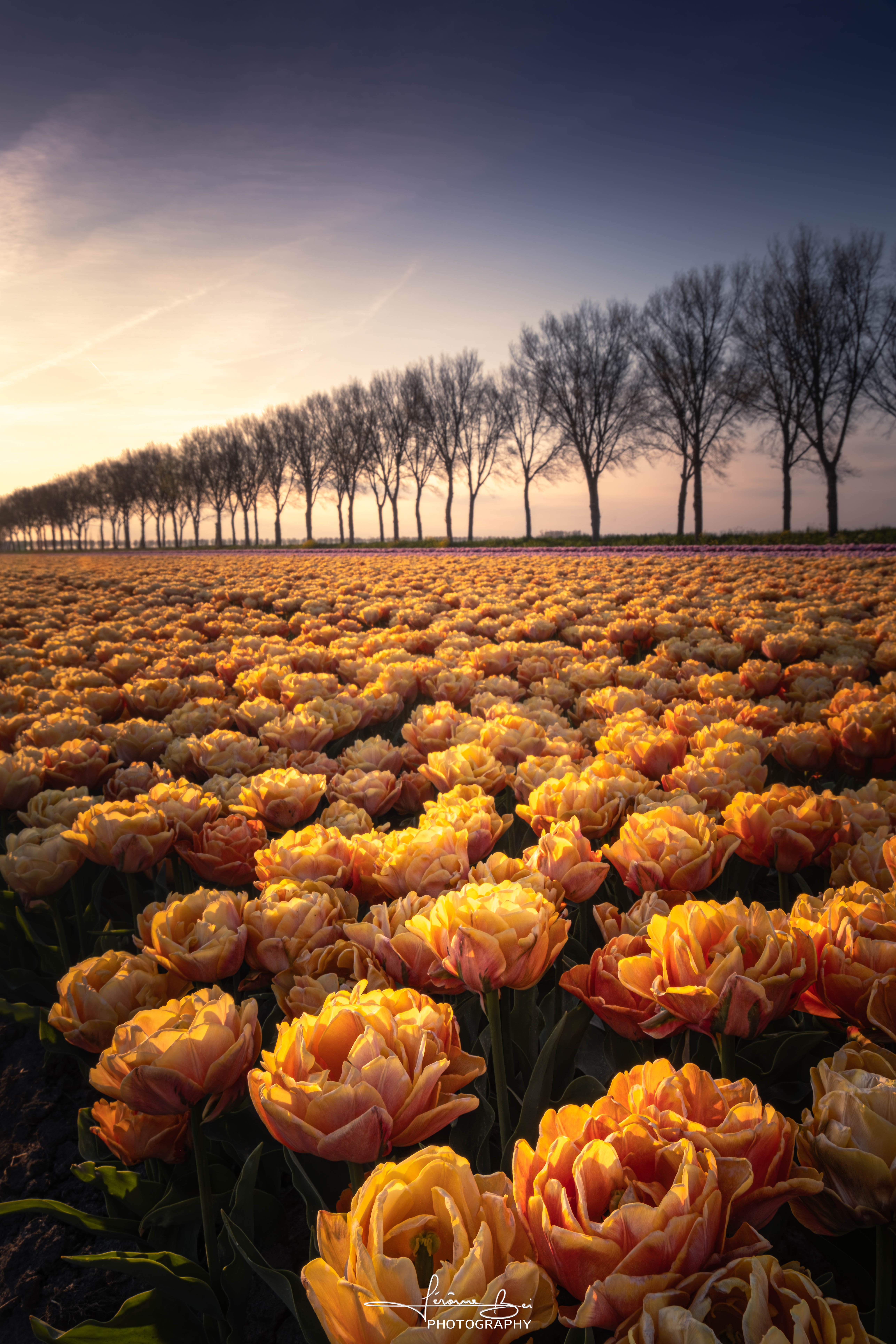 Lines of Spring image