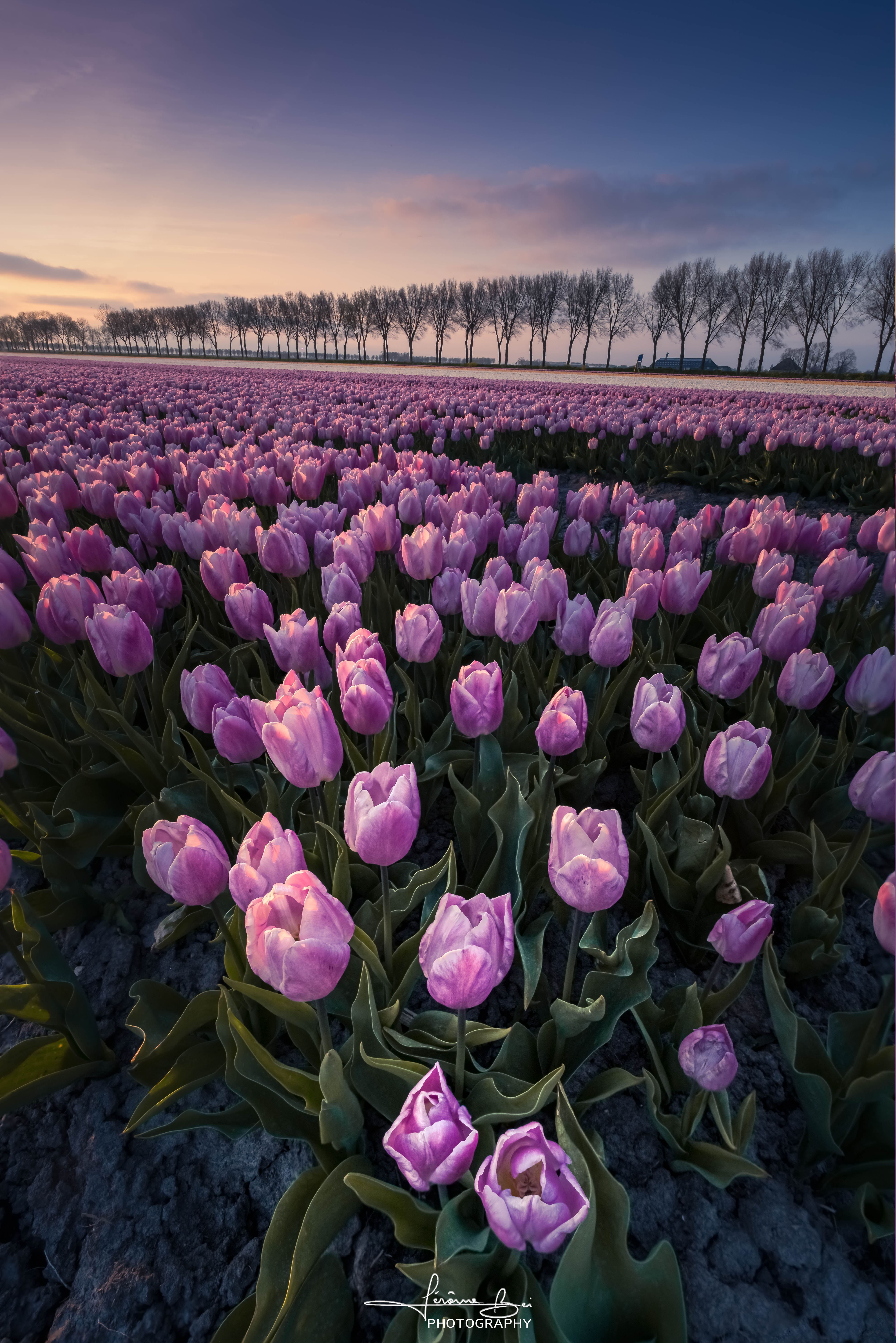 Lines of Spring image