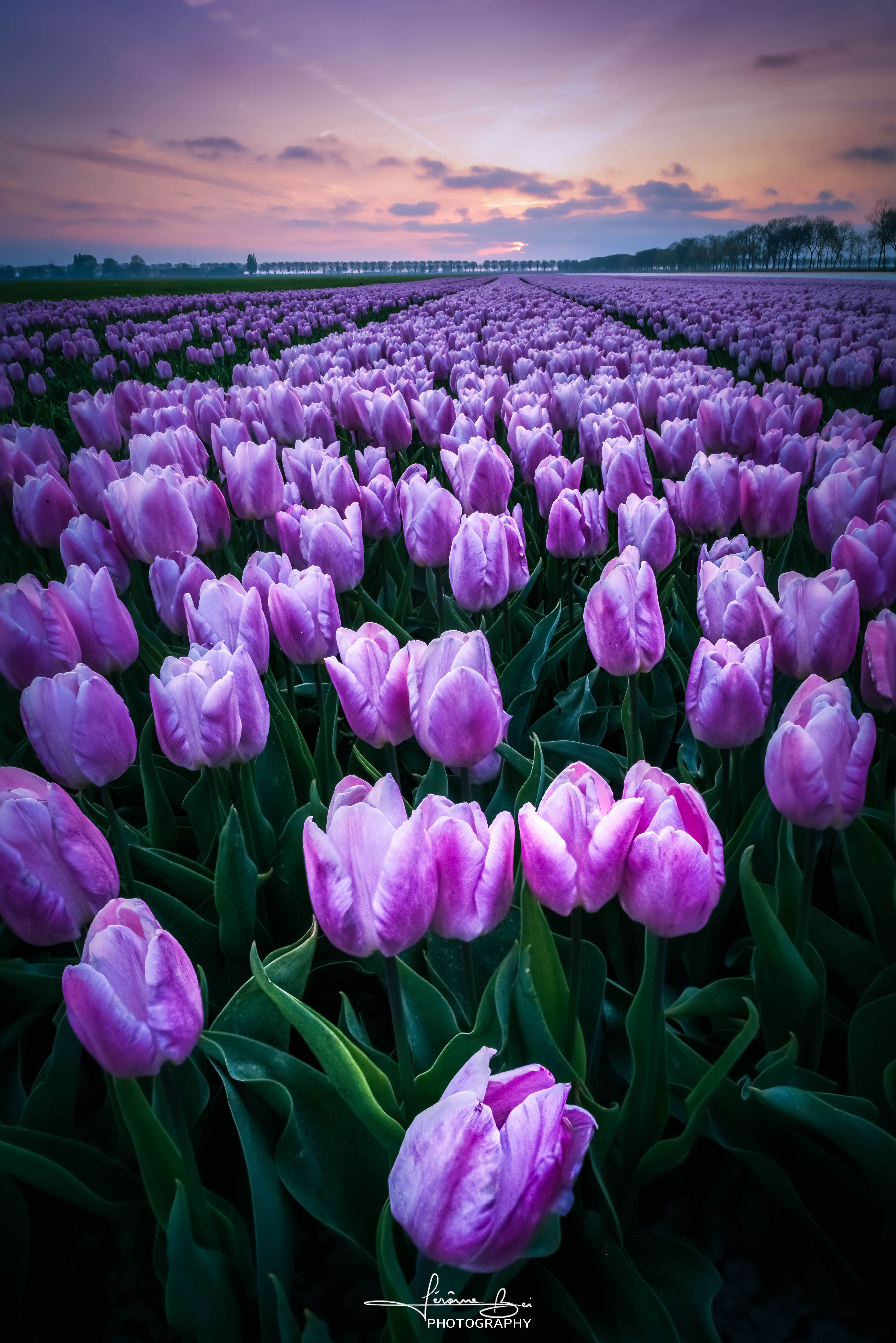 Lines of Spring image